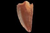 Serrated, Raptor Tooth - Real Dinosaur Tooth #176161-1